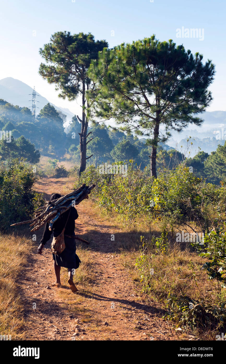 Man carrying firewood, Kalaw, Myanmar Stock Photo