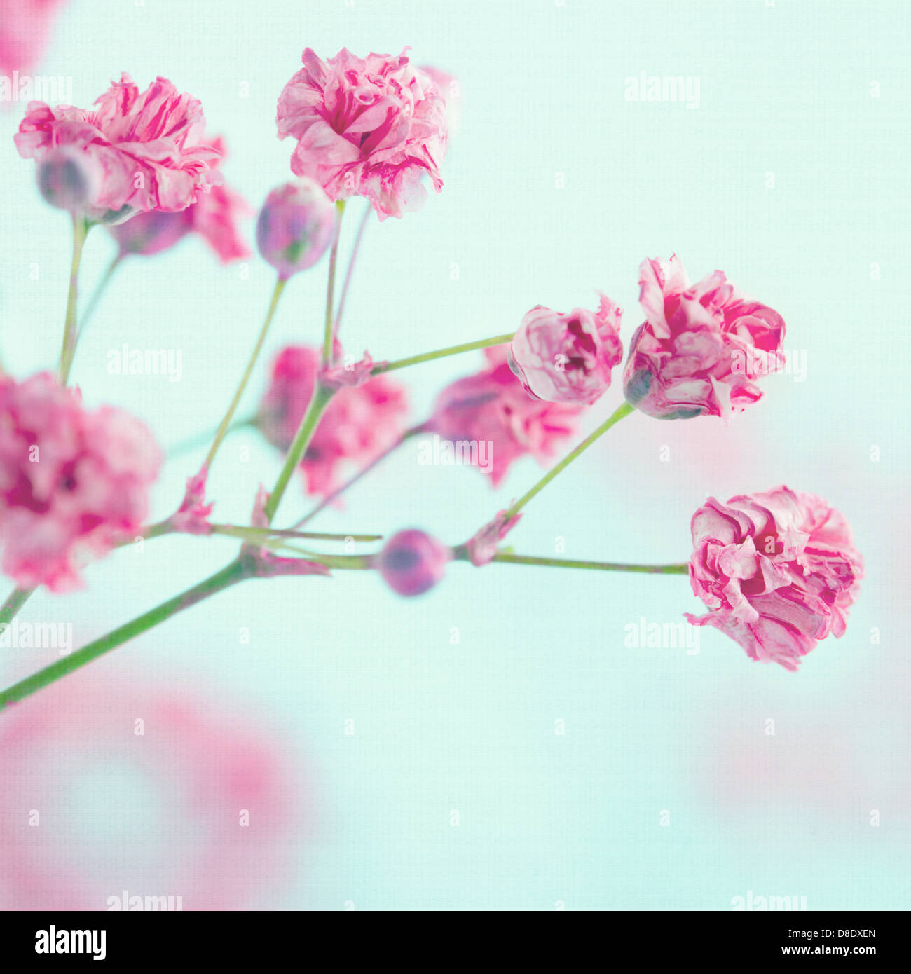 Pink Babys Breath With Pink Background Stock Photo - Download Image Now -  Blossom, Branch - Plant Part, Celebration - iStock