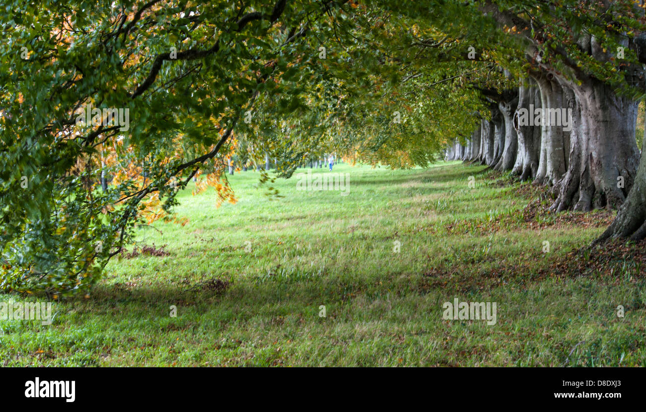 Autumnal Beech tree-lined Avenue Stock Photo