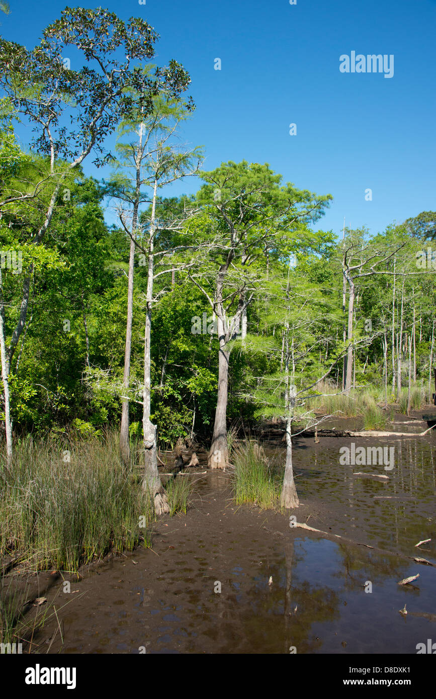 Alabama, Theodore near Mobile. Historic Bellingrath Gardens and Home