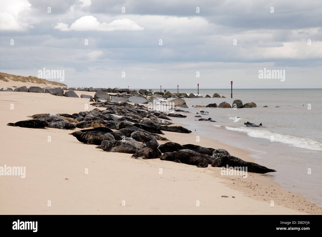 A colony of Common or Harbour ( Harbor ) seals, Horsey Beach, Norfolk coast, East Anglia England