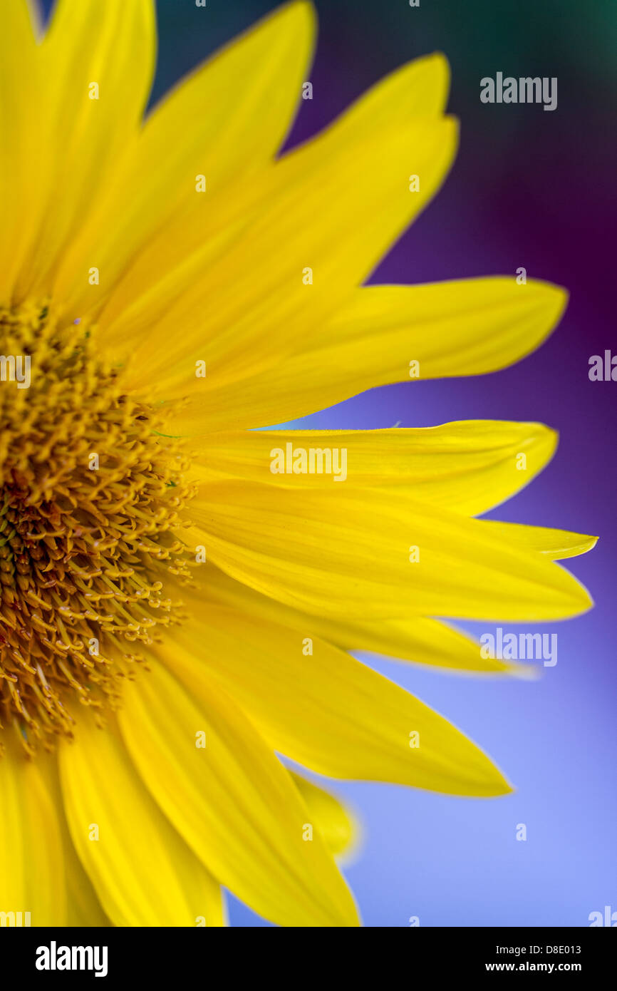 Sunflower using macro photography Stock Photo