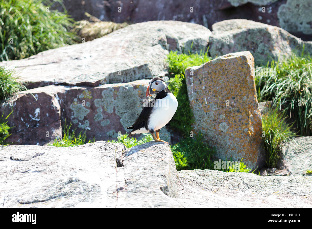 Atlantic Puffin posing for the picture Stock Photo