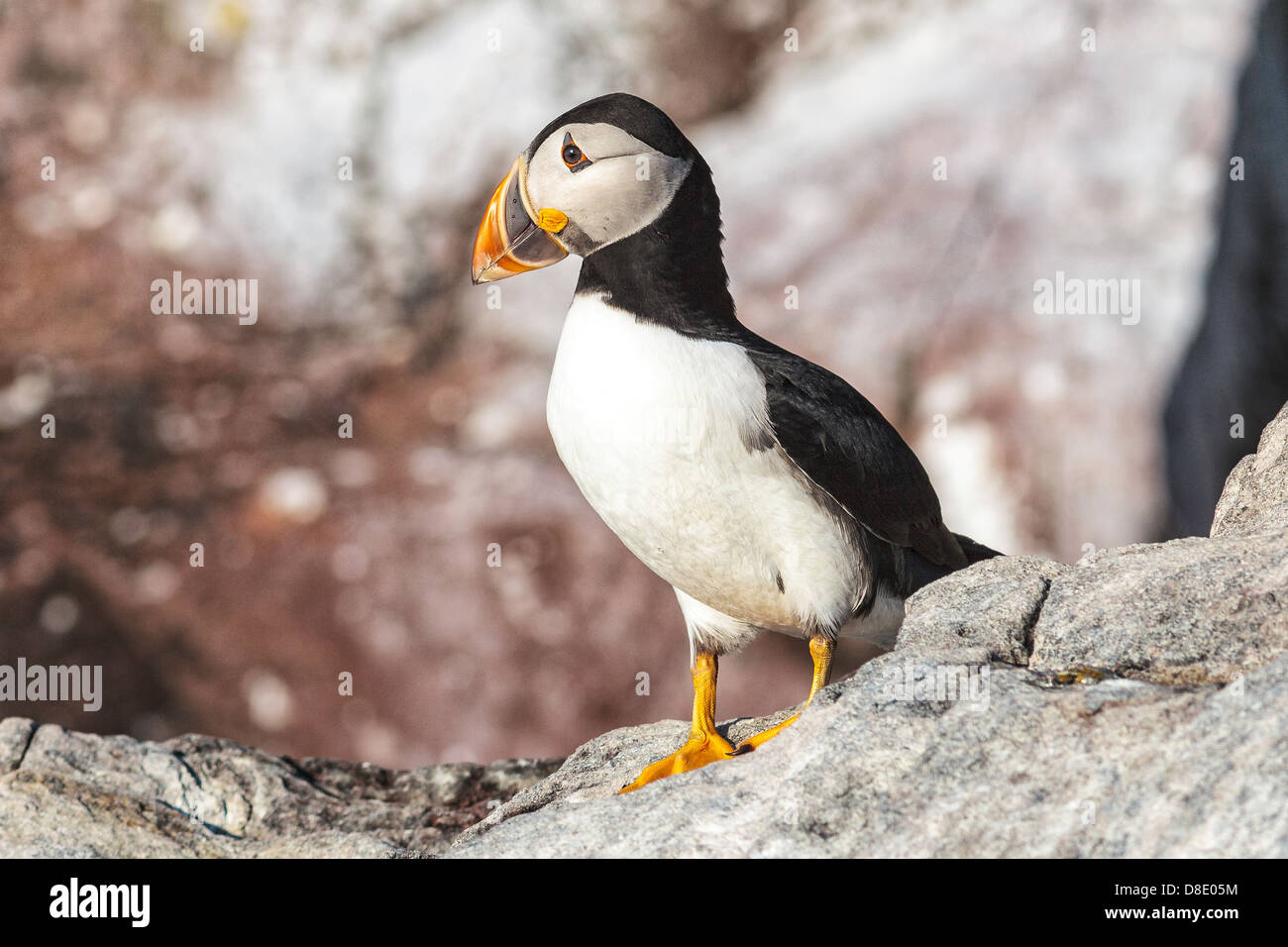 Atlantic Puffin in all his gorgeousness, Newfoundland Canada Stock Photo