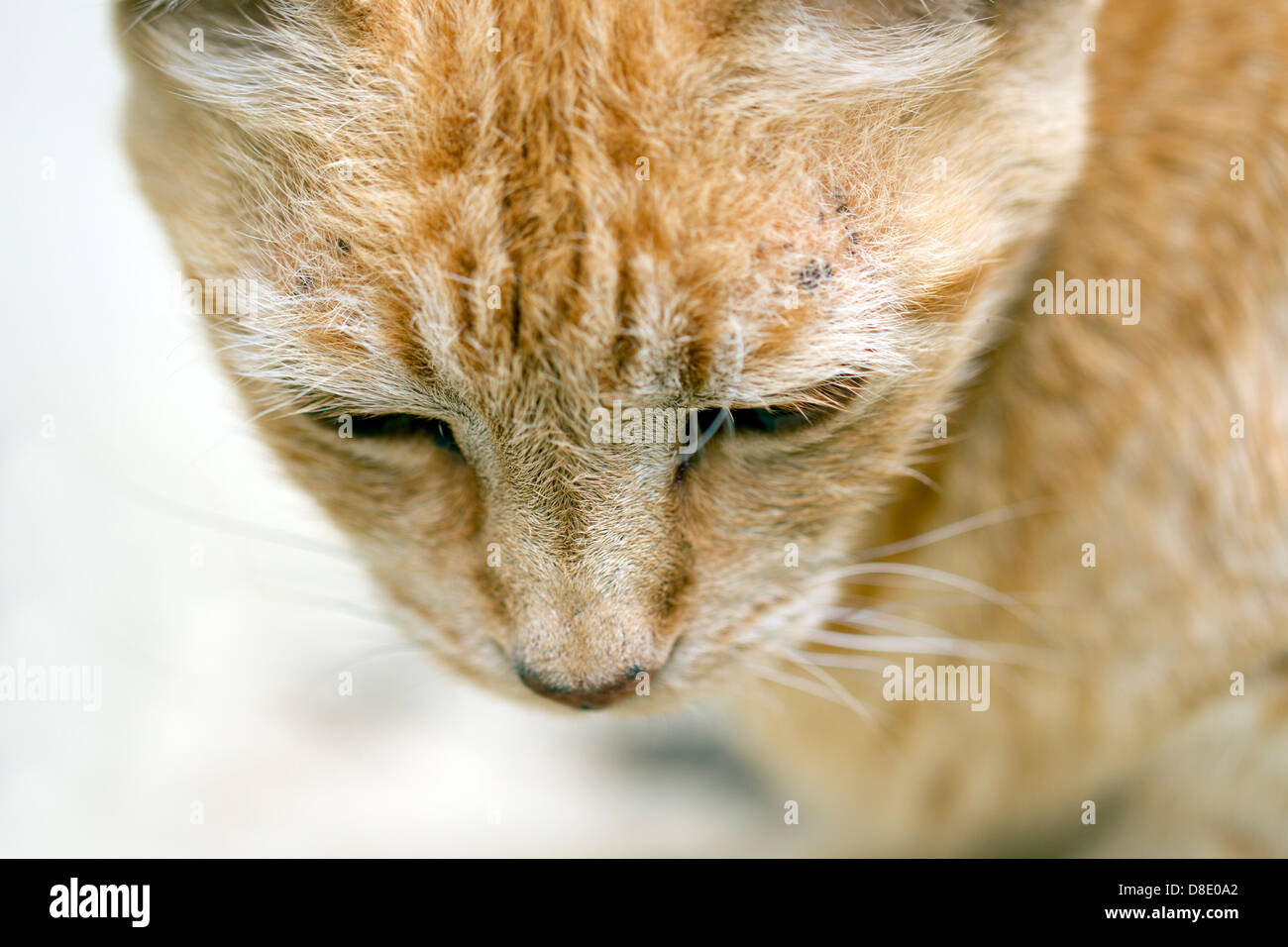 Cute tabby cat Stock Photo
