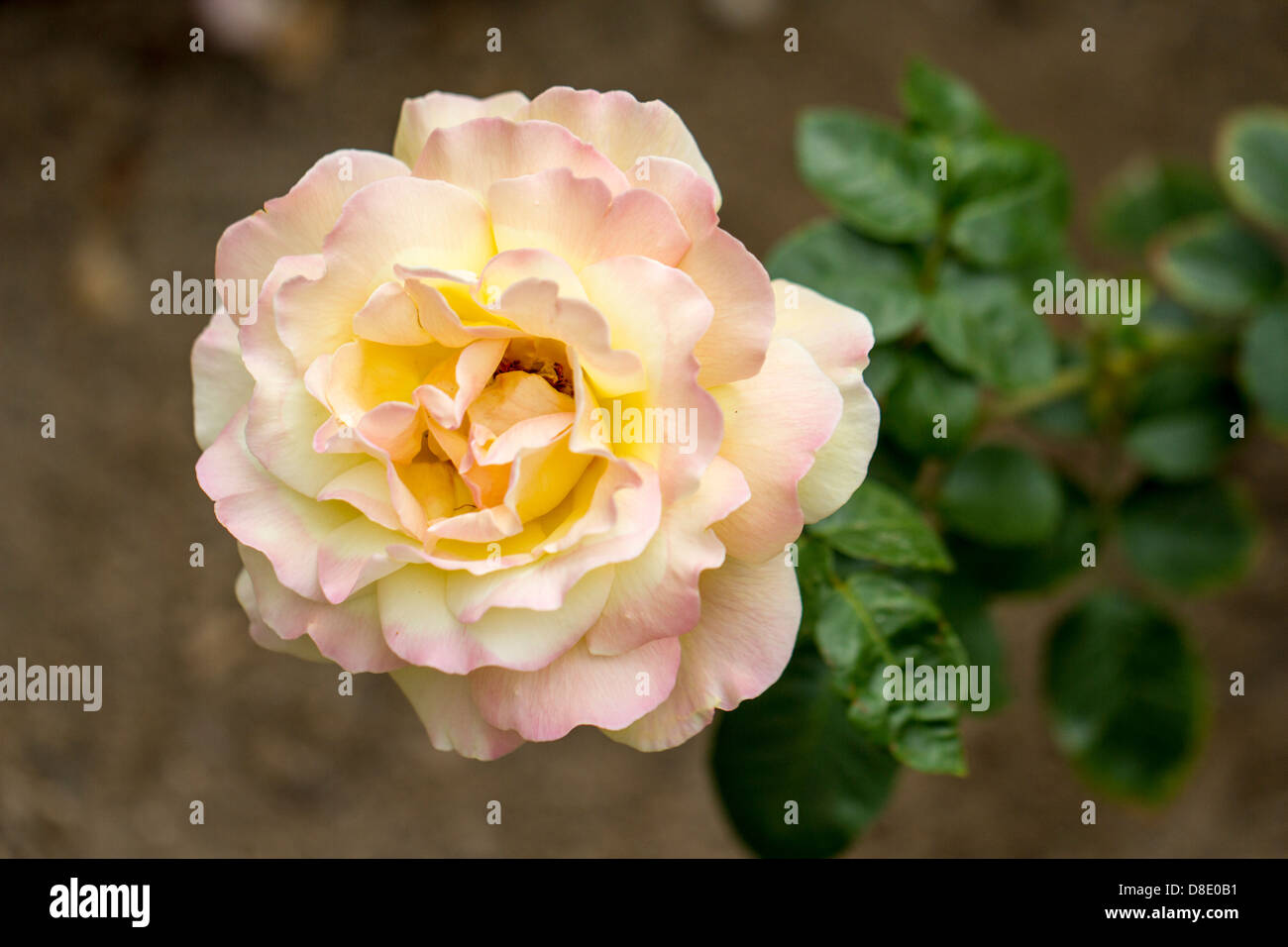 Fully opened rose Stock Photo - Alamy