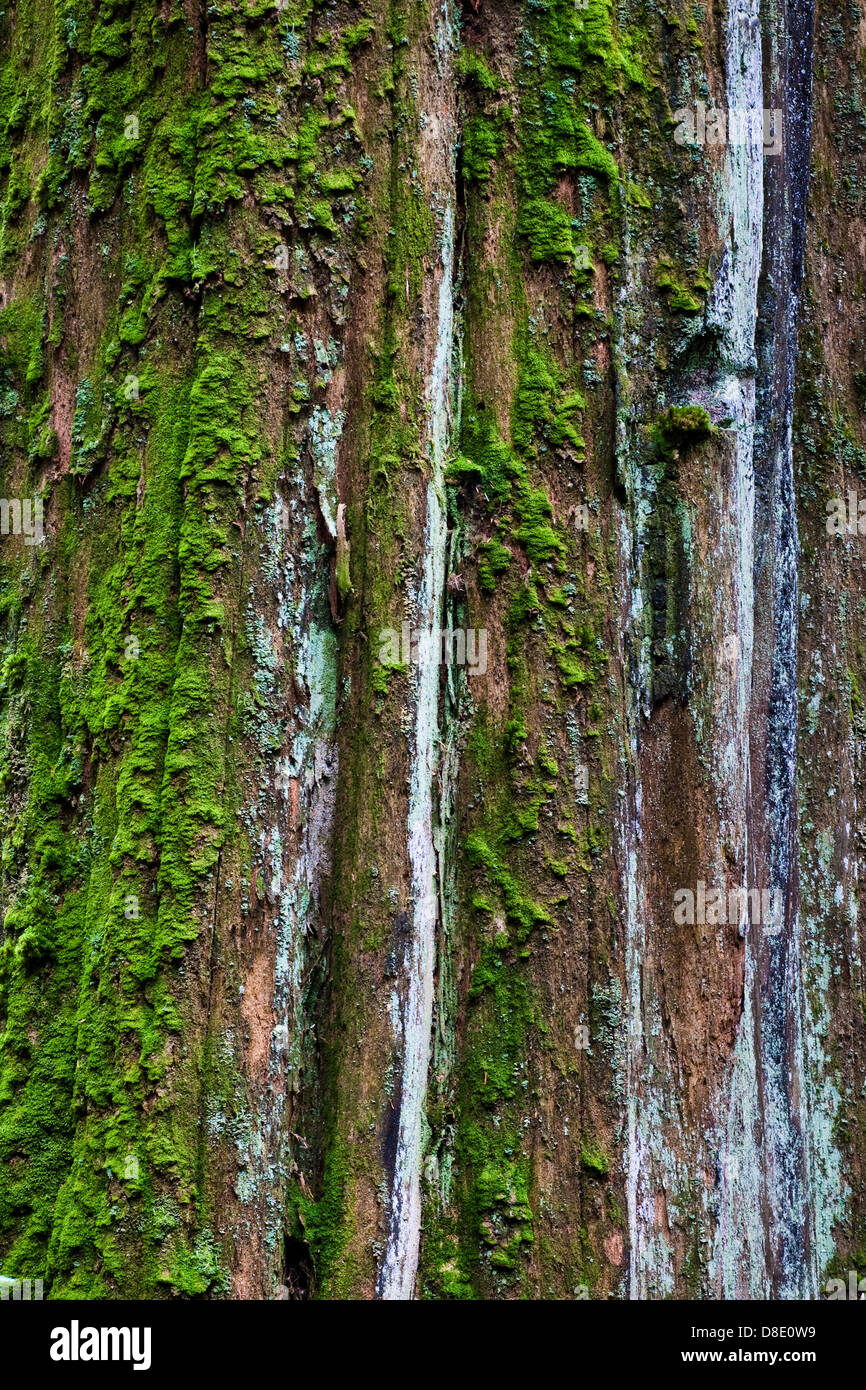 Moss and lichen on the trunk of a dead Western Red Cedar tree Stock Photo