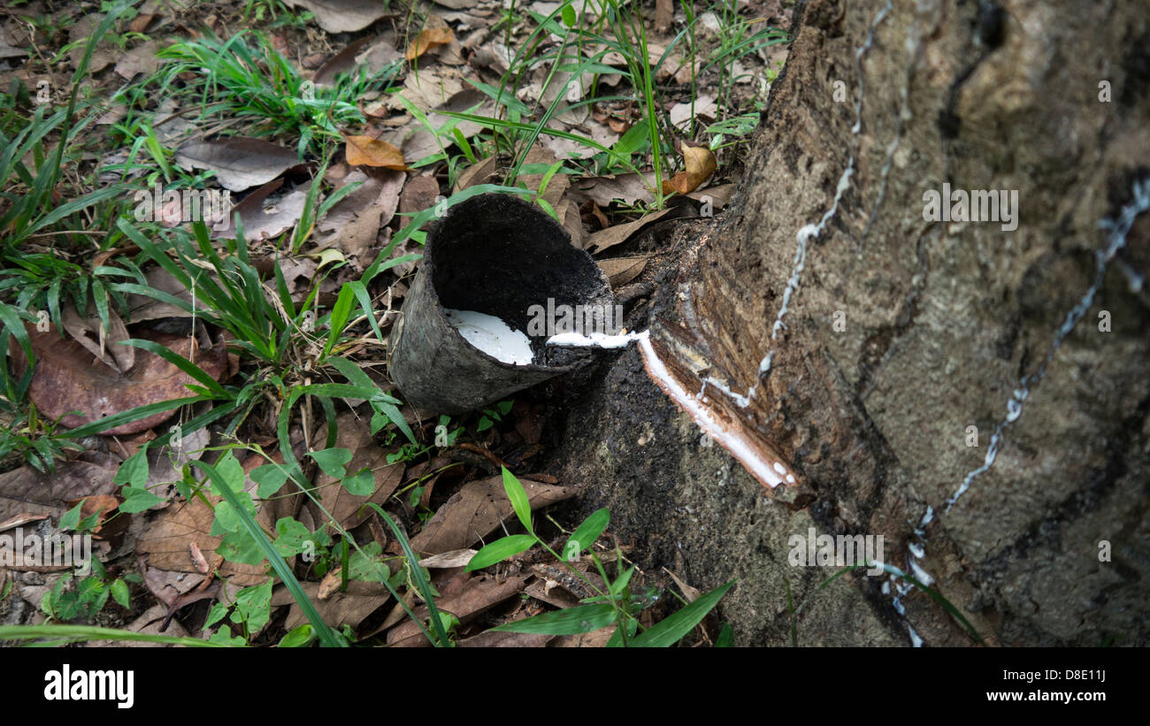 Natural rubber collecting. Stock Photo