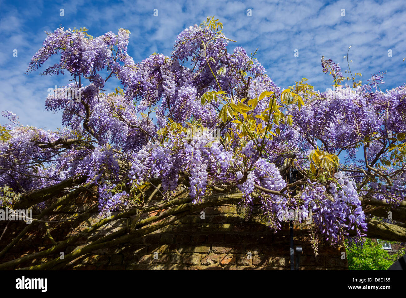 Wisteria climber in flower. Spring Stock Photo