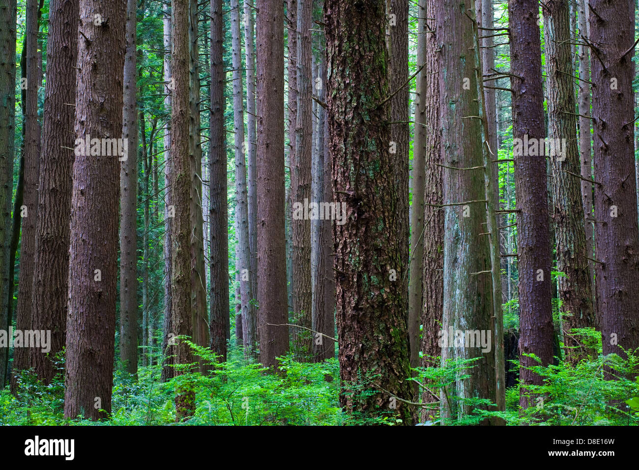 Dense tree trunks rising from the forest floor in a temperate rain forest in western Canada Stock Photo