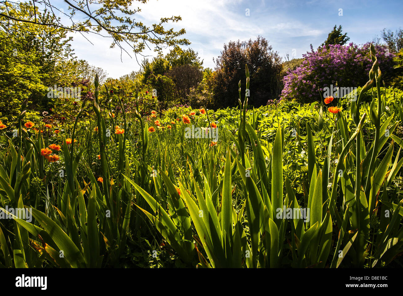 Highdown Gardens, Worthing, West Sussex, UK. 26th May 2013.  Glorious gardens in spring sunshine at Highdown Gardens, Worthing, West Sussex, photo Credit: Julia Claxton /Alamy Live News Stock Photo
