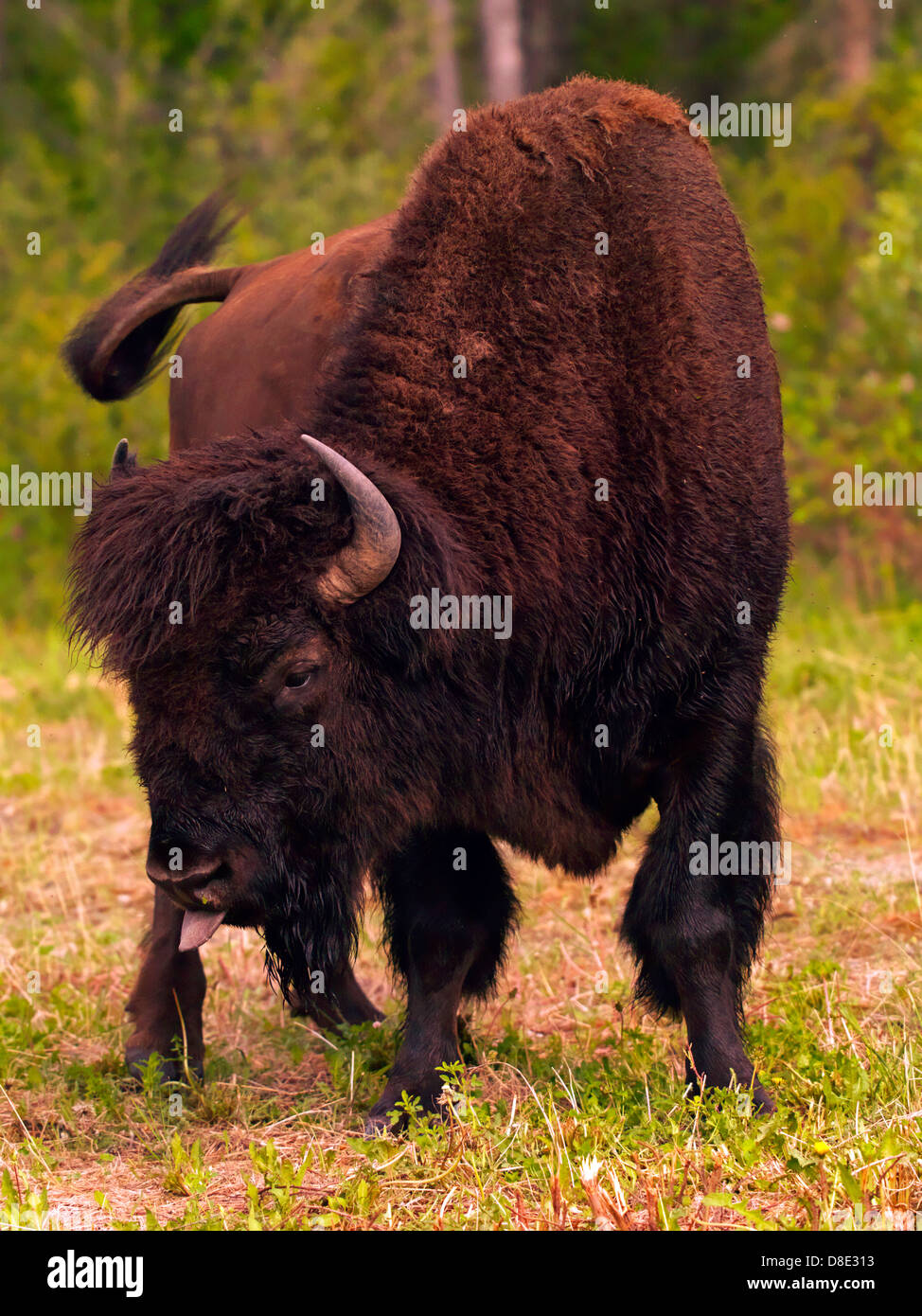 Wood Bison bull photographed in B.C. British Columbia Canada Stock Photo