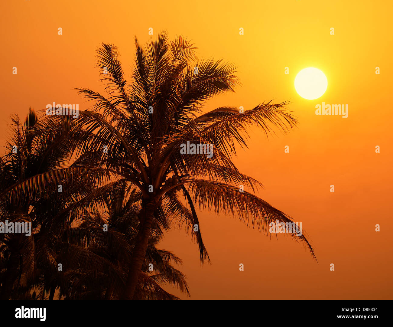 palms on sand beach in tropic on sunset Stock Photo