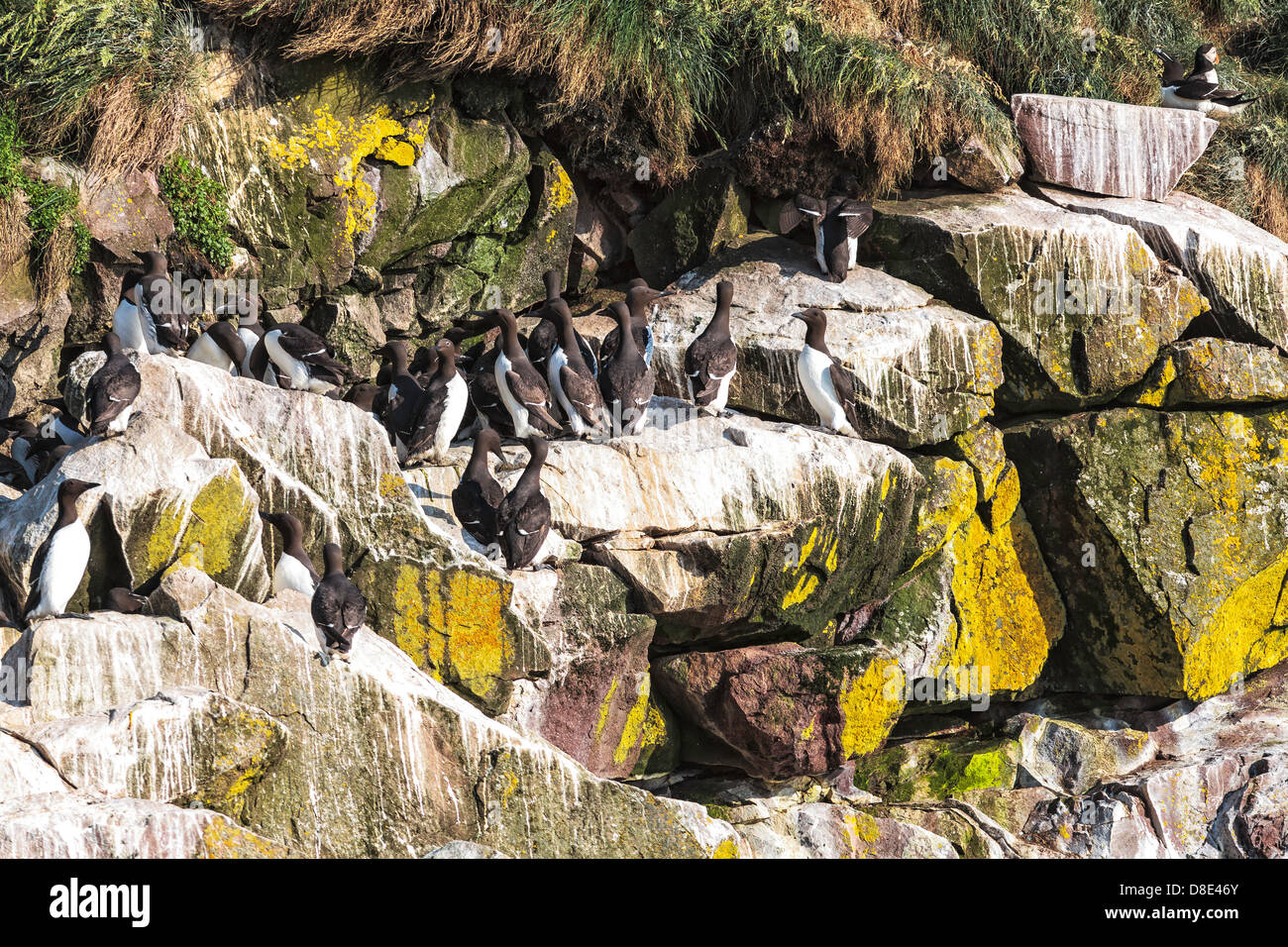 Common Murres or Guillemots on a Cliff Stock Photo