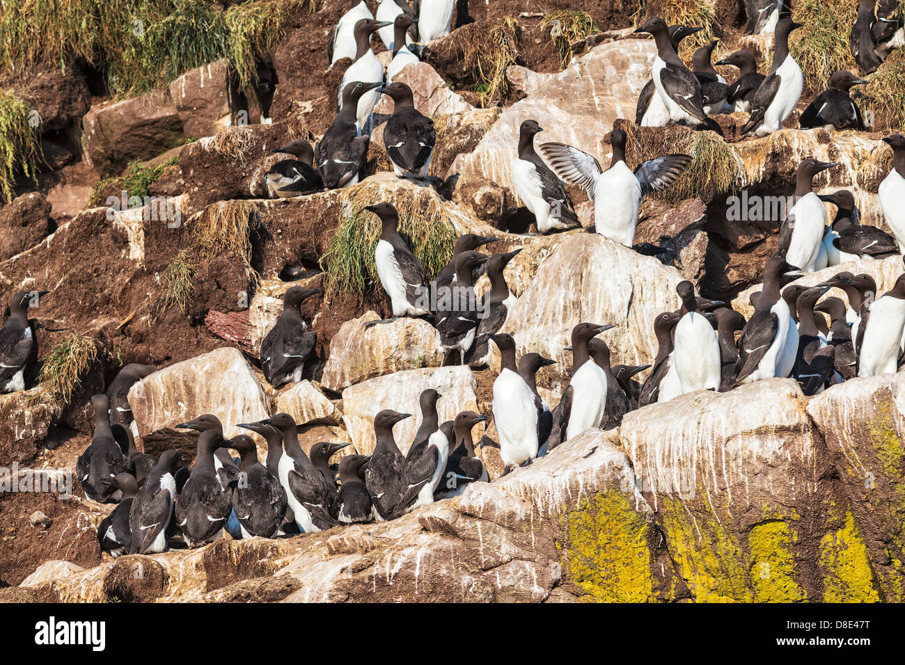 Common Murres or Guillemots at the Edge of a Cliff Stock Photo