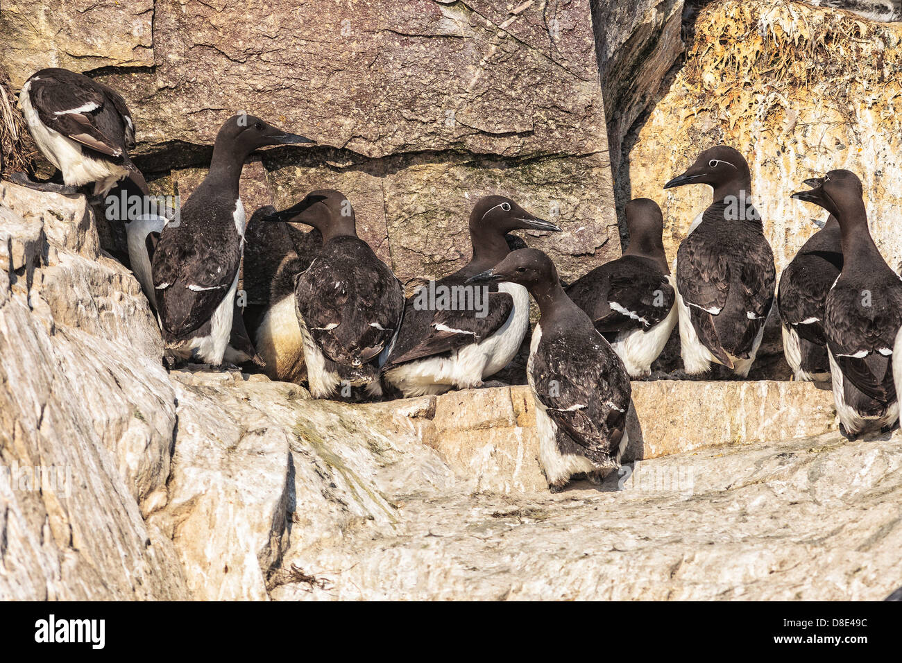 Common Murres or Guillemots Protecting their Chicks Stock Photo