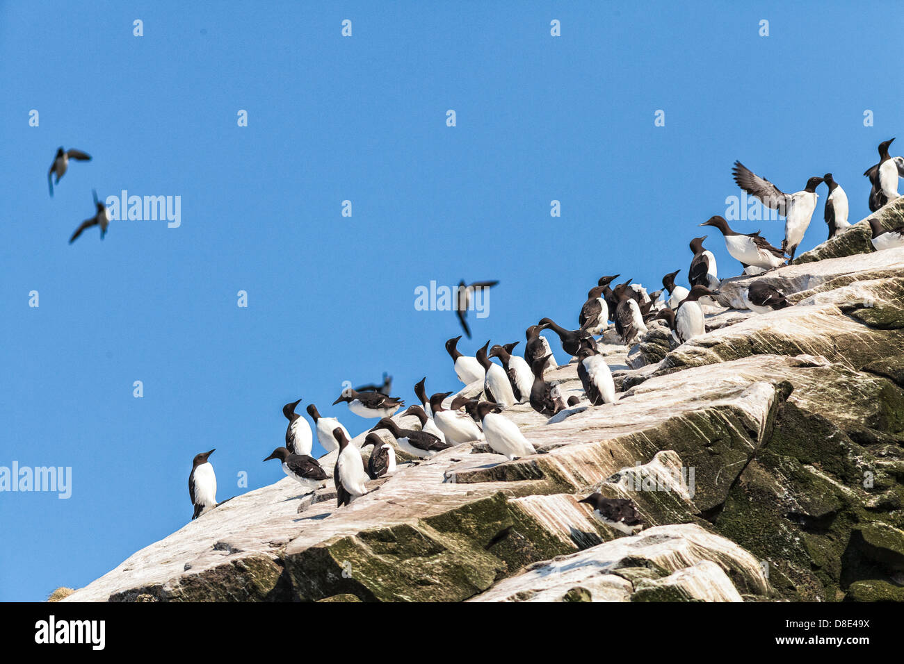 Common Murres or Guillemots on top of a cliff Stock Photo