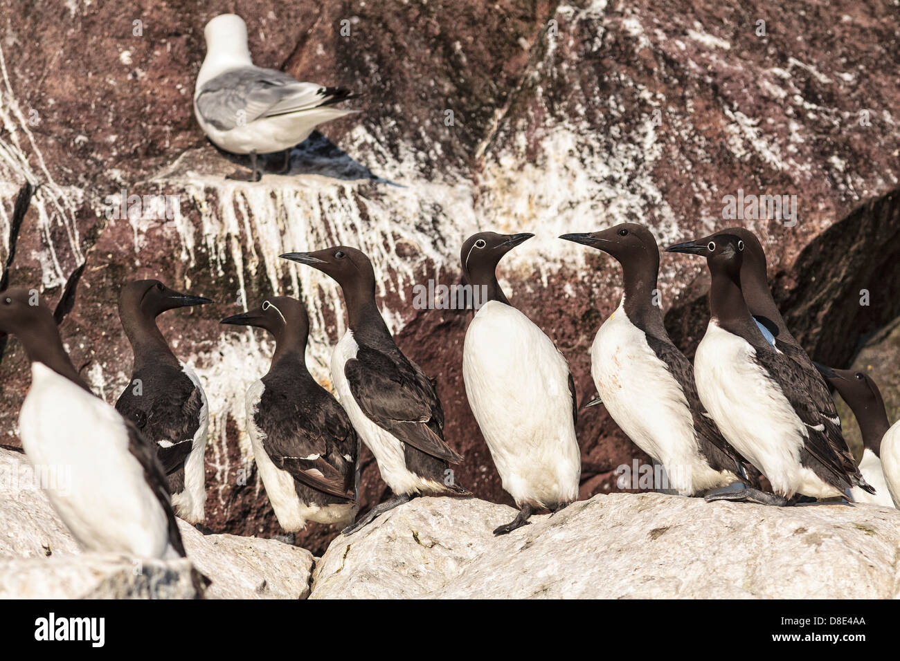 Common Murres or Gillemots on a Cliff Stock Photo