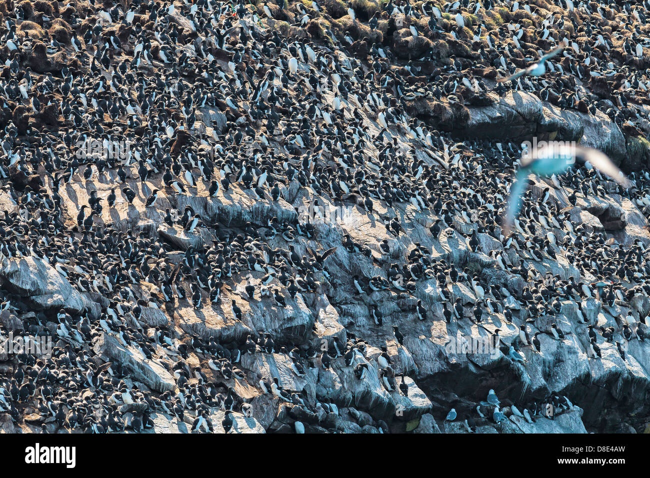 Colony of Common Murres or Guillemots on a cliff Stock Photo