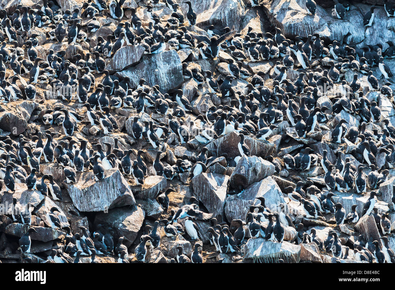 Massive Concentration of Murres or Gillemots on a cliff Stock Photo