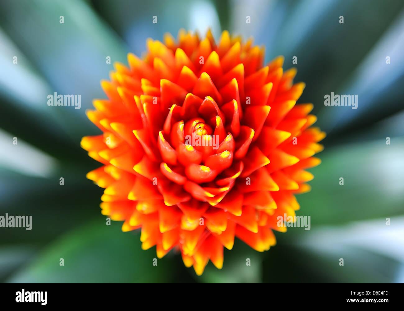 Bromeliad plant in flowerpot Stock Photo