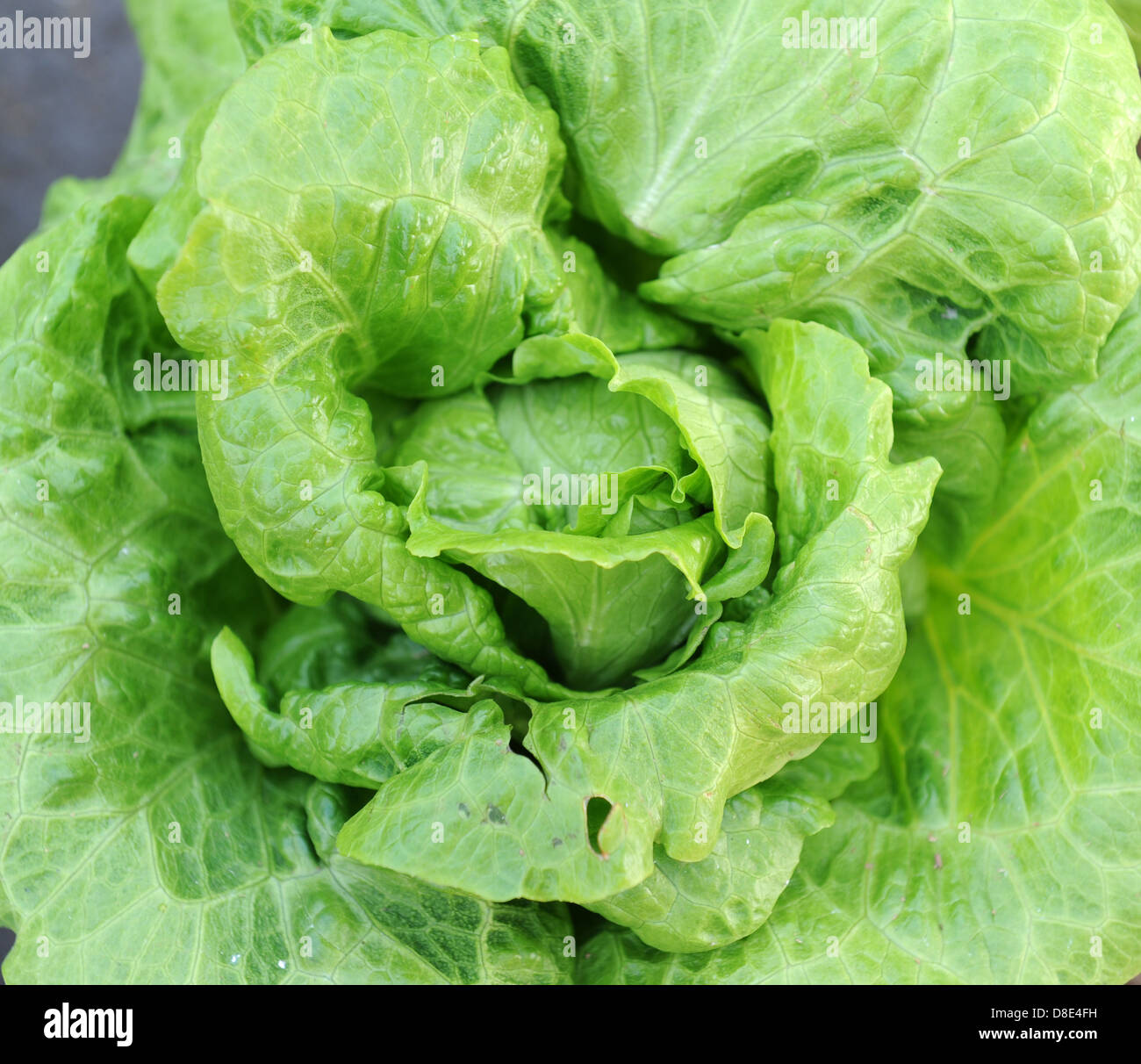 healthy lettuce growing in the soil Stock Photo Alamy