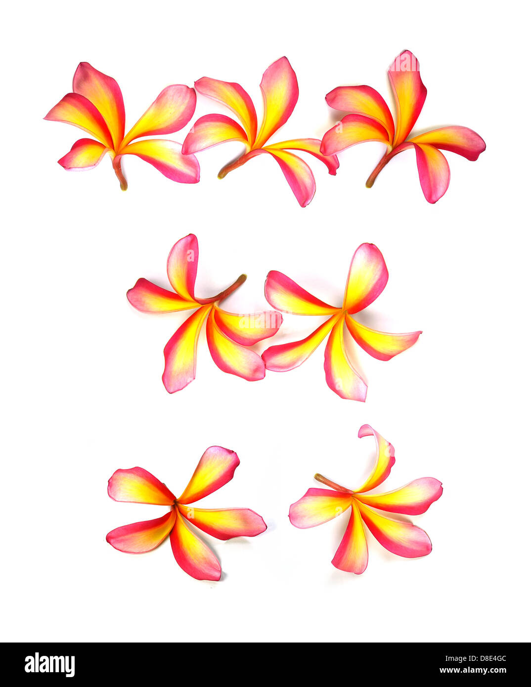 Plumeria flowers isolated on white Stock Photo Alamy