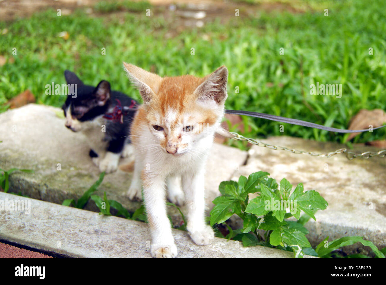 Cute cats Stock Photo