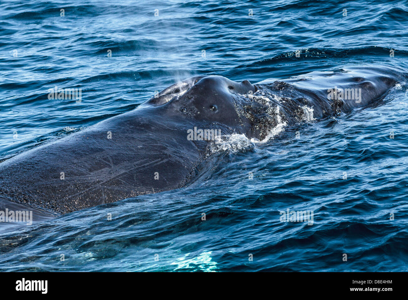 Humpback Whale Blowing or Spouting Stock Photo Alamy