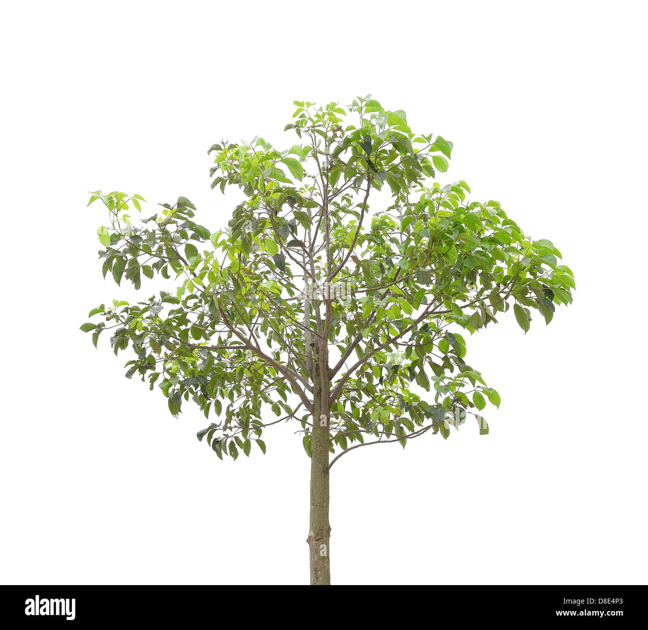 Isolated tree oak hi-res stock photography and images - Alamy