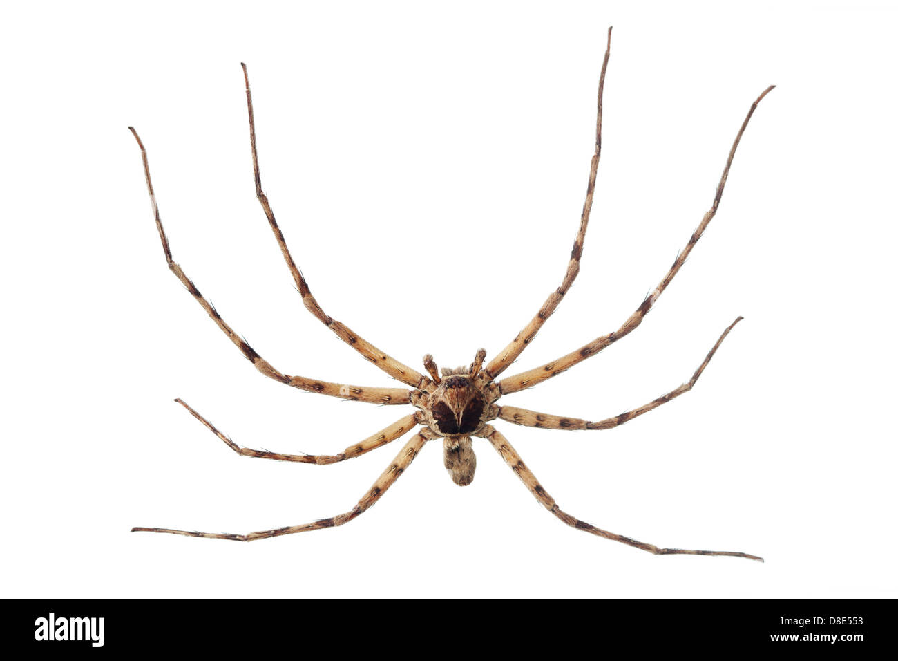 Cane spider hires stock photography and images Alamy