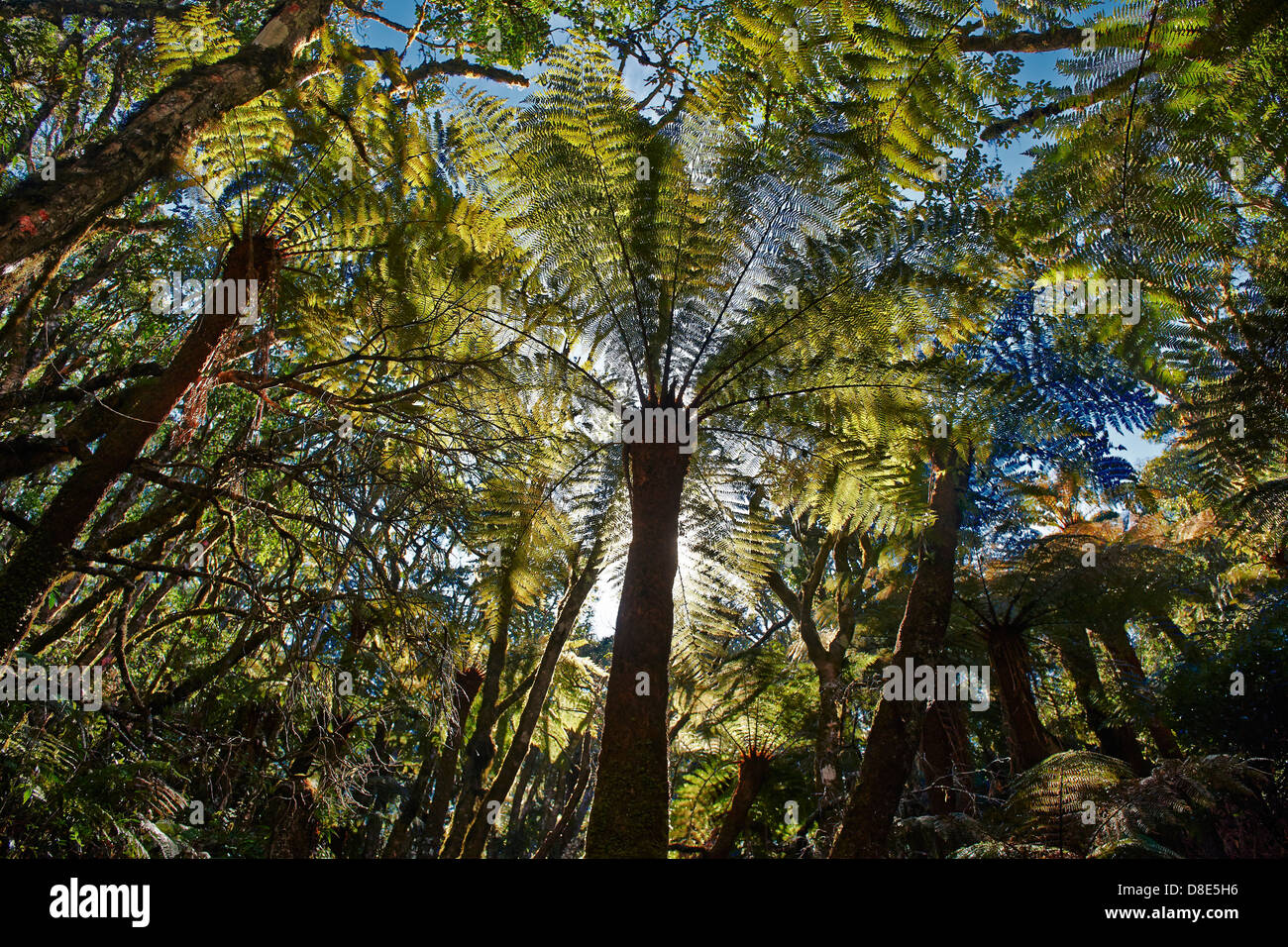 Tree ferns (Cyatheaceae) in Amboró National Park, Samaipata, Bolivia Stock Photo