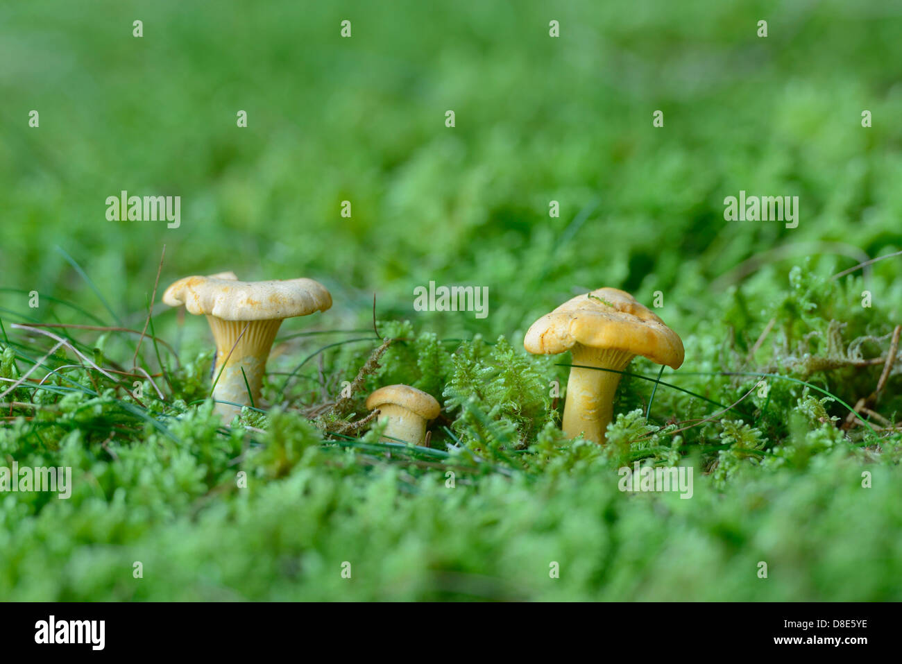 Chanterelles (Cantharellus cibarius Stock Photo Alamy