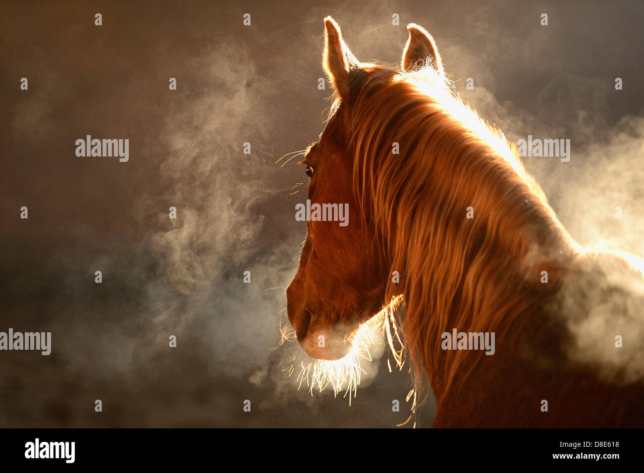 Sweating Paint Horse in a riding hall Stock Photo