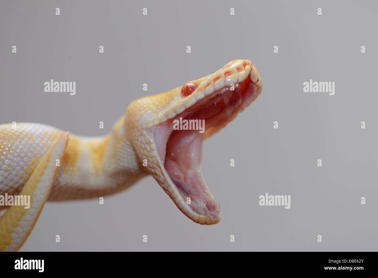 Burmese python teeth