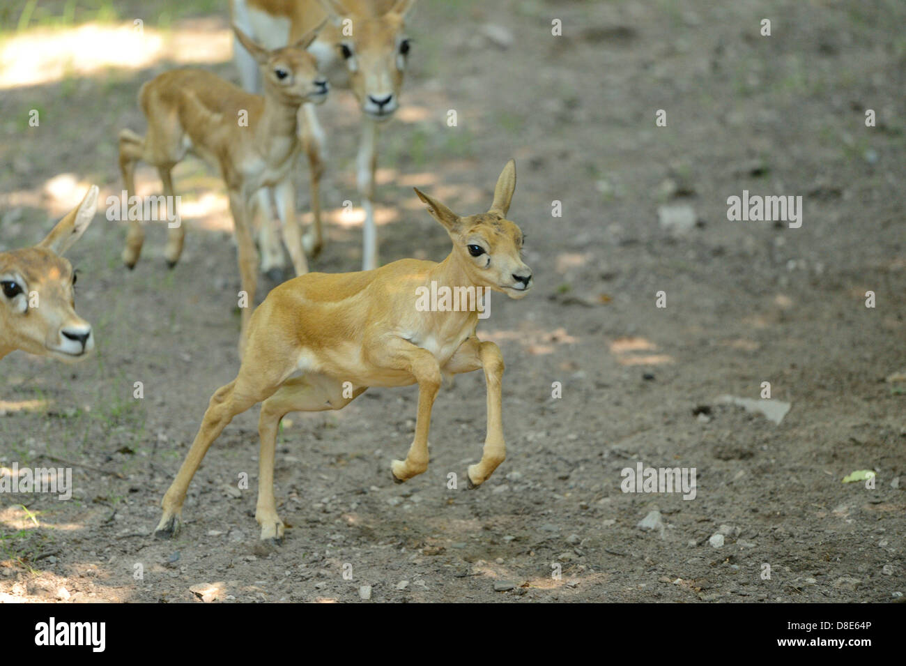 Young blackbucks (Antilope cervicapra) Stock Photo