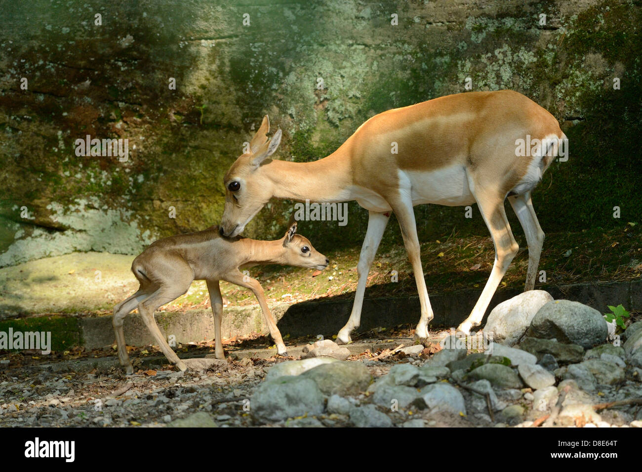 Blackbuck (Antilope cervicapra), young animal with mother Stock Photo