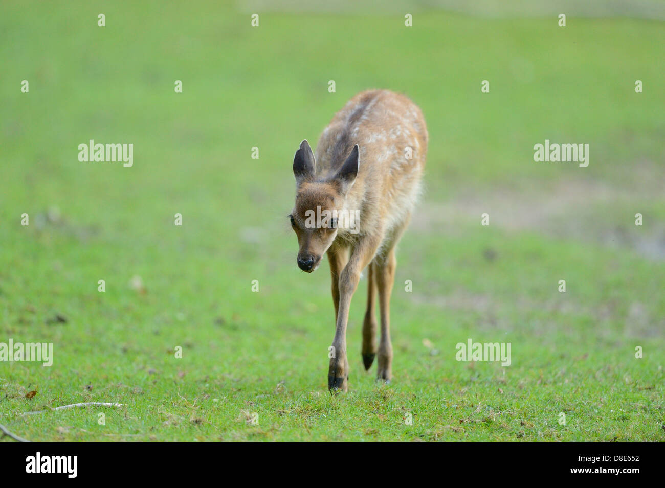 Sika deer (Cervus nippon) on a meadow Stock Photo