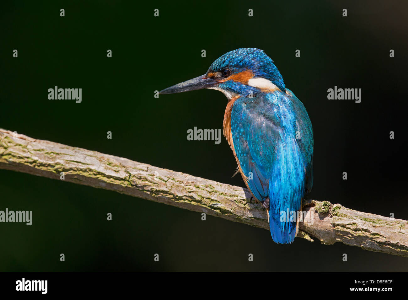 Portrait of a male Kingfisher Stock Photo