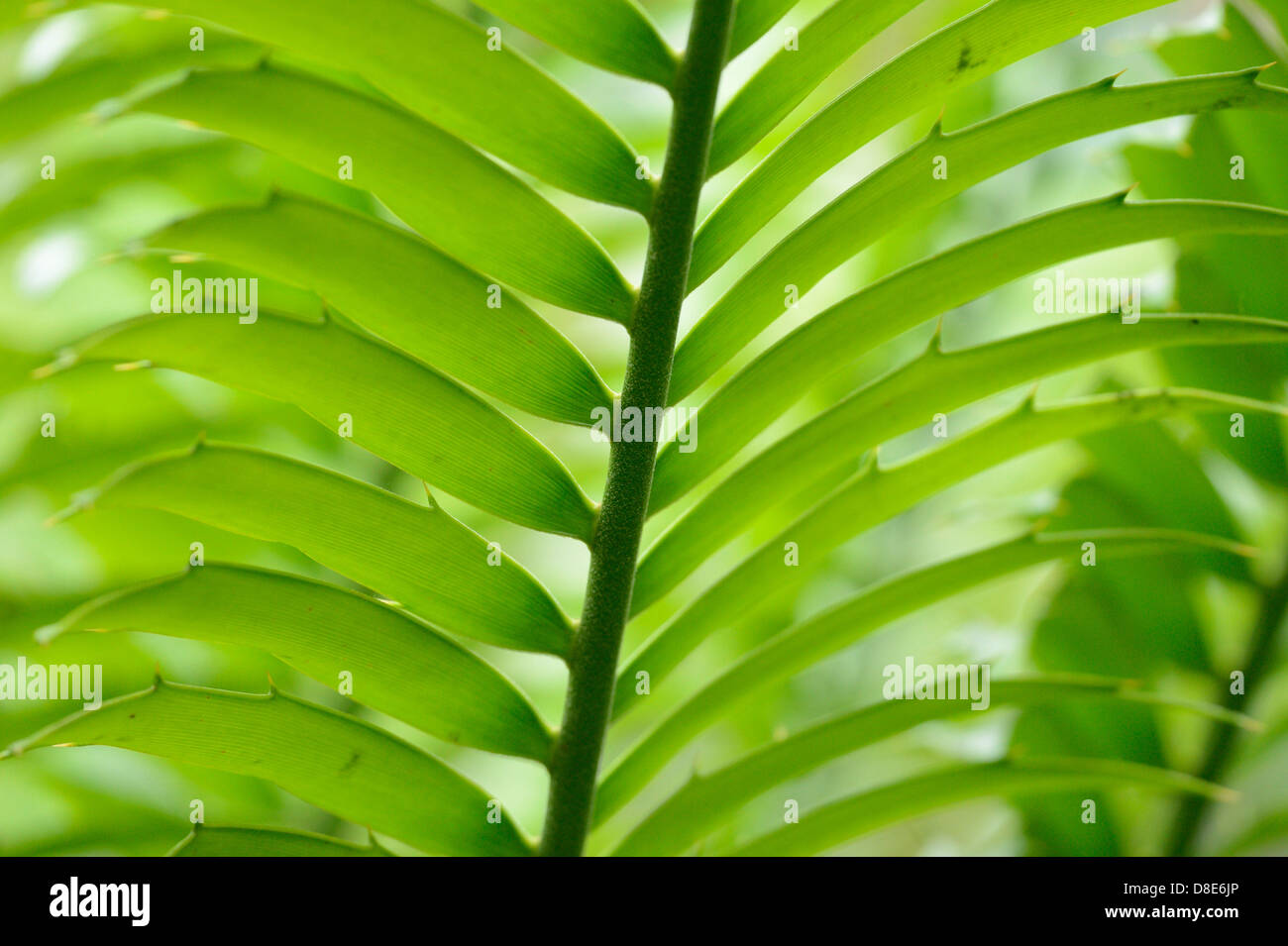 Cycad Encephalartos hildebrandtii, close-up Stock Photo