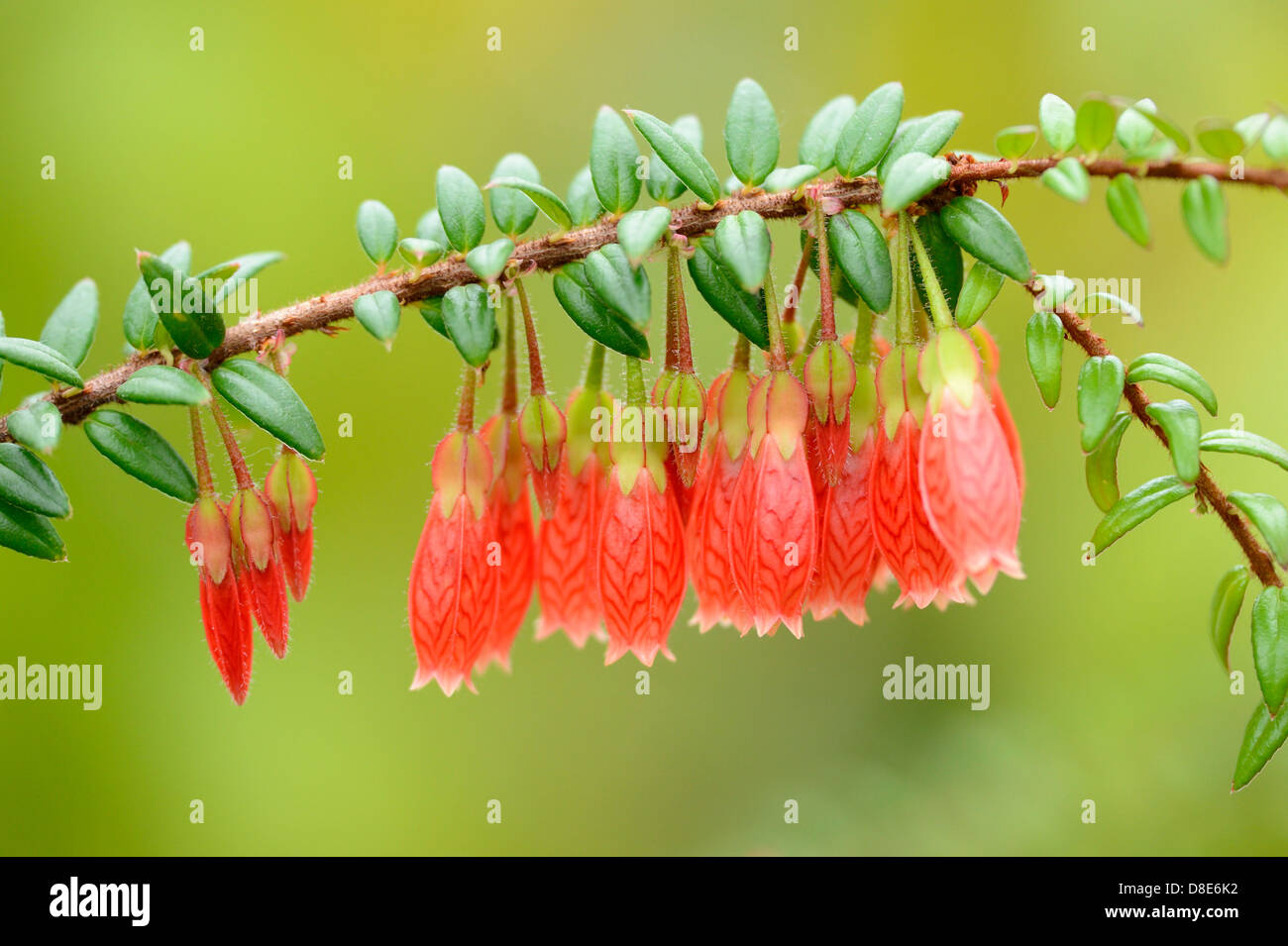 Blooming Agapetes serpens Stock Photo