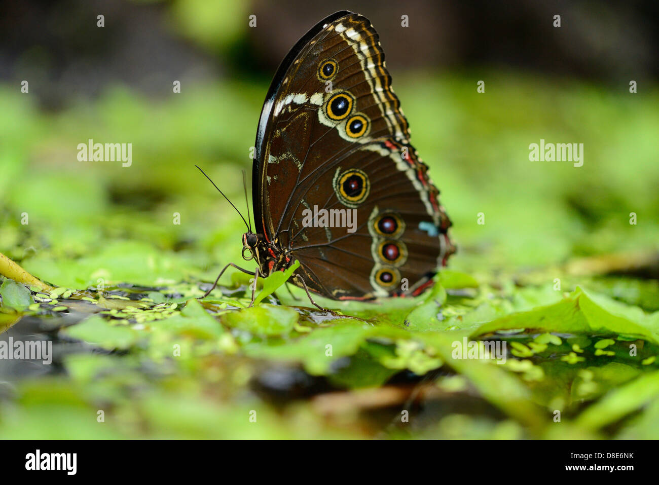 Butterfly Common Morpho (Morpho peleides) on a leaf Stock Photo