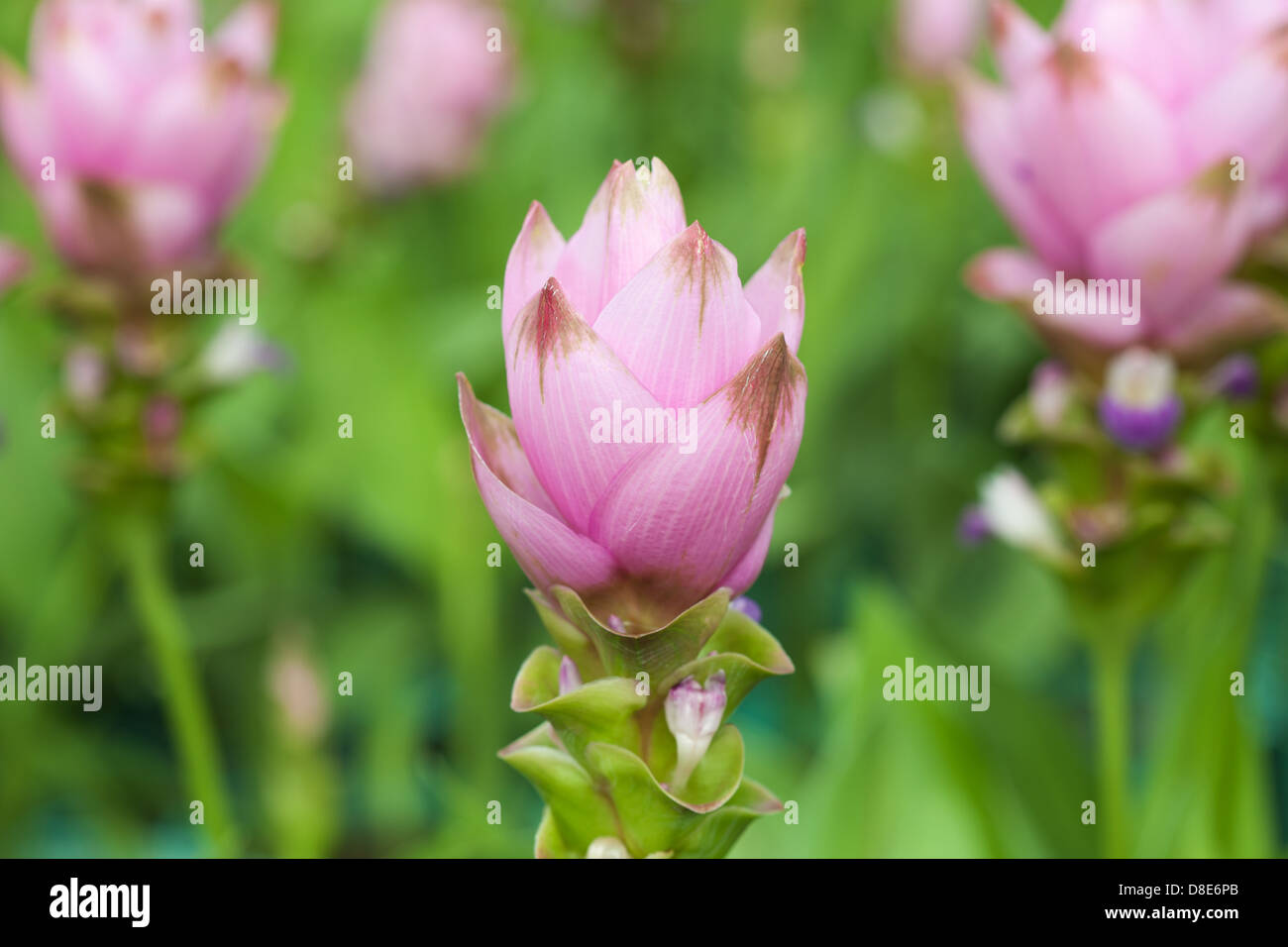 Siam tulip flowers Stock Photo Alamy