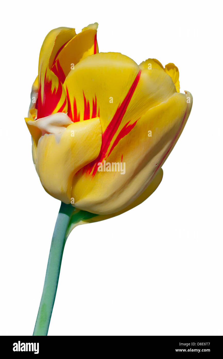 Yellow red stripped tulip macro isolated on white Stock Photo