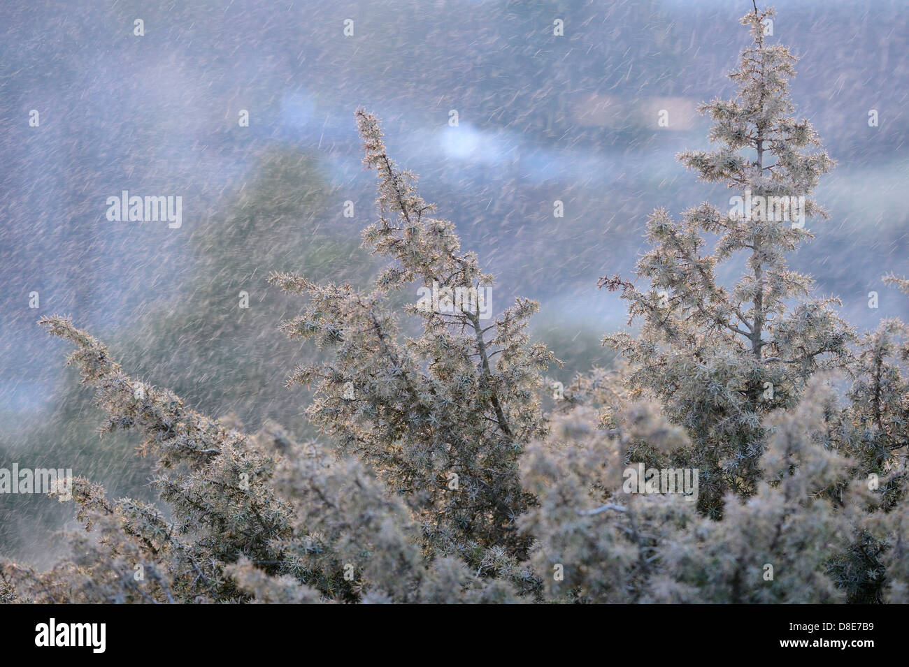 Branch from a Common juniper (Juniperus communis) in snow Stock Photo