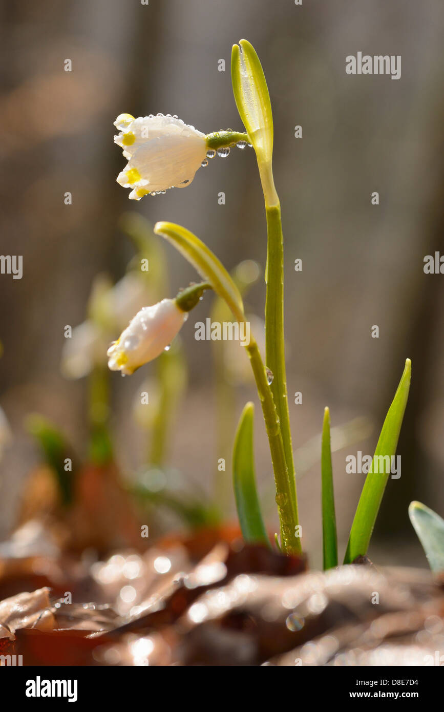 Spring Snowflakes (Leucojum vernum Stock Photo - Alamy