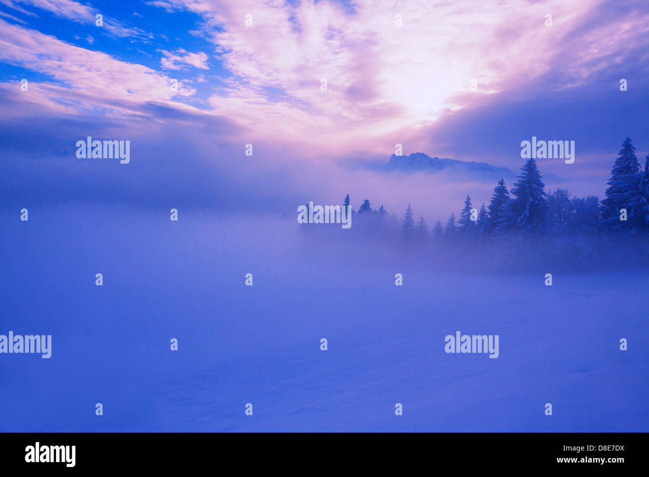 Snowcapped trees and fog at Gaisberg, Austria Stock Photo