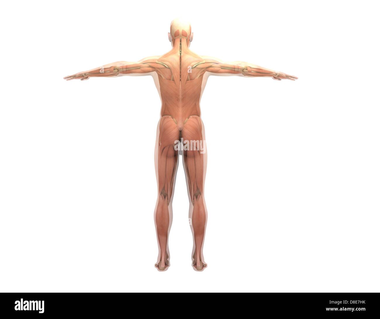 Illustration of an anatomic model Stock Photo - Alamy