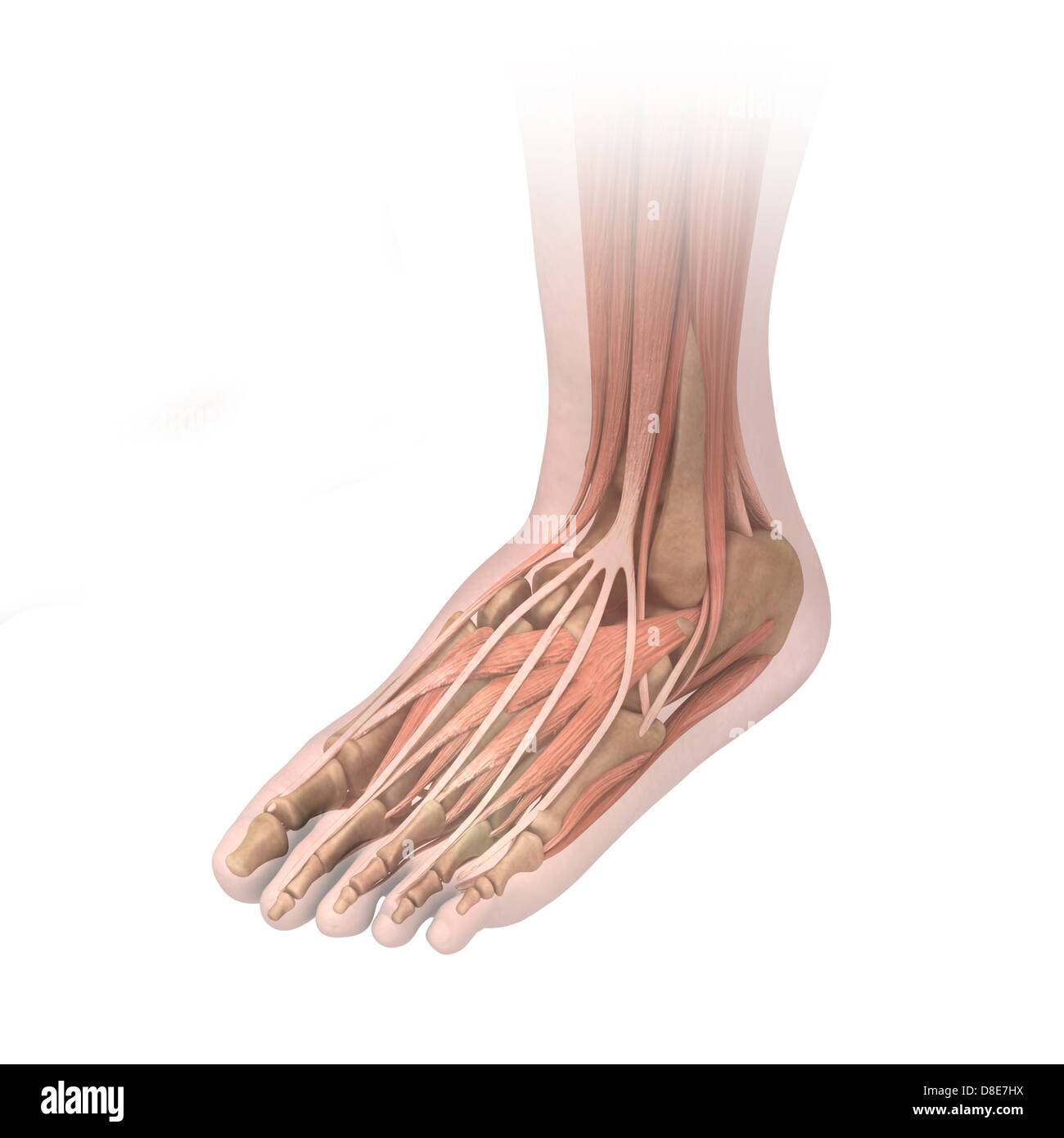 Illustration of a foot Stock Photo