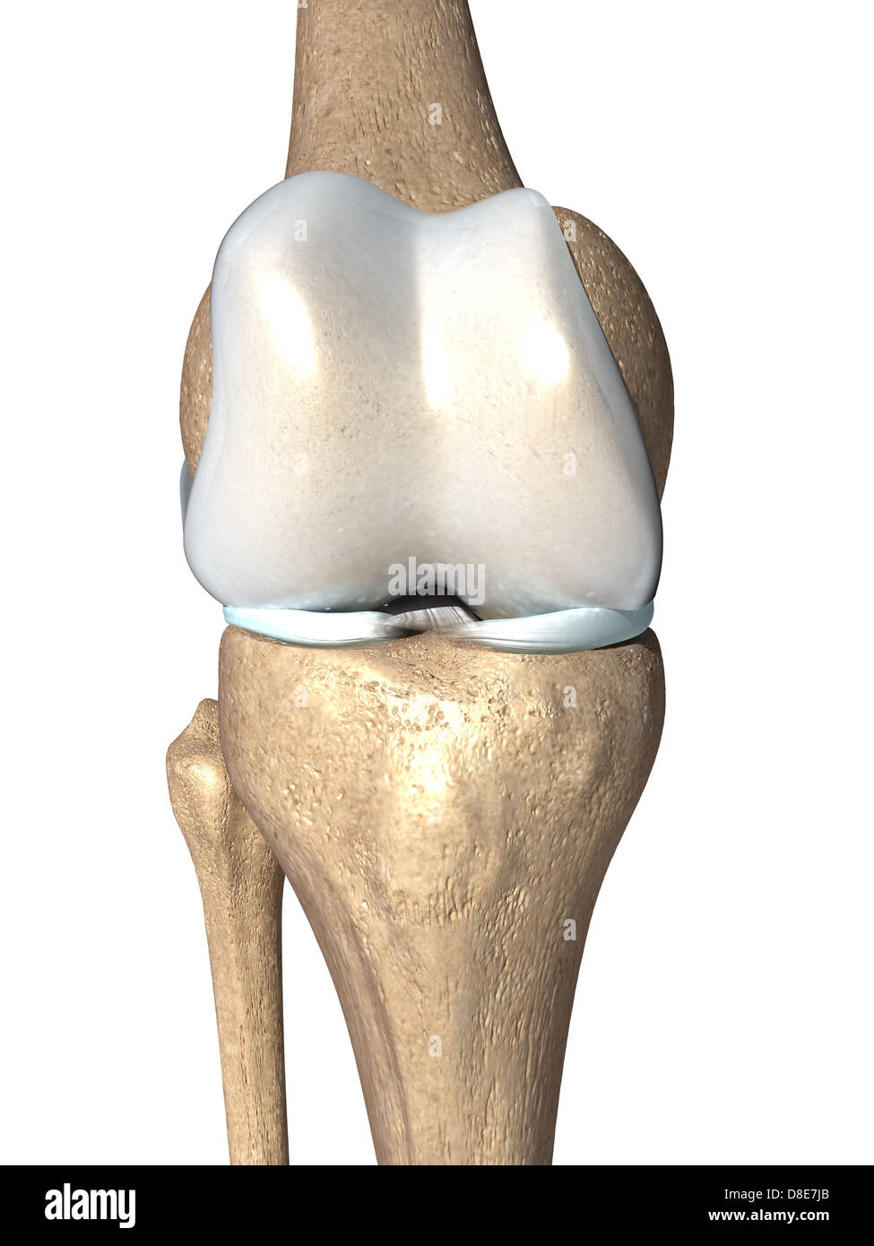 Illustration of a knee Stock Photo Alamy